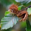 Vid naturlig föryngring använder man gamla träd som frökällor. Bokarna friställs, vilket gör att träden man lämnar kvar producerar mer bokollon. Foto: iStock